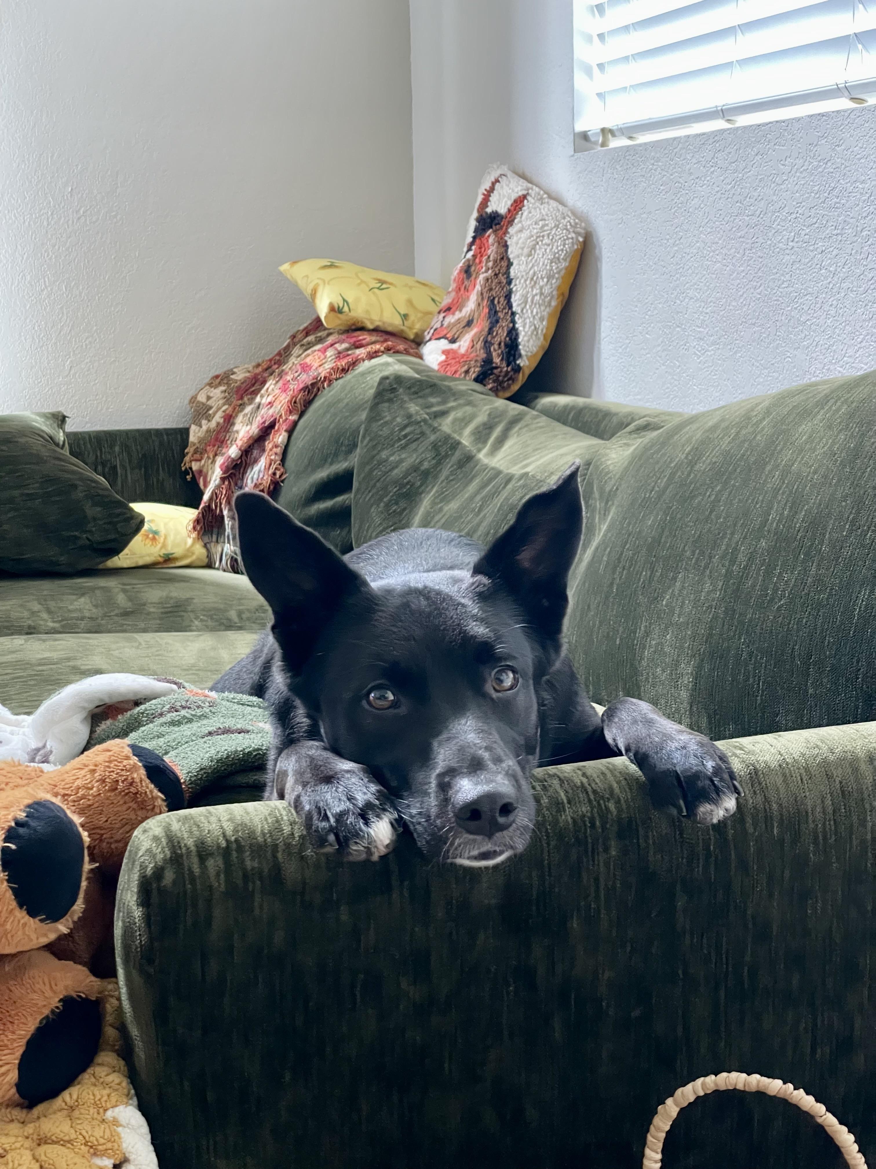 Enlarge Orca (Orchid), a Adoptable mixed breed in Santa Clarita, CA image 1/5