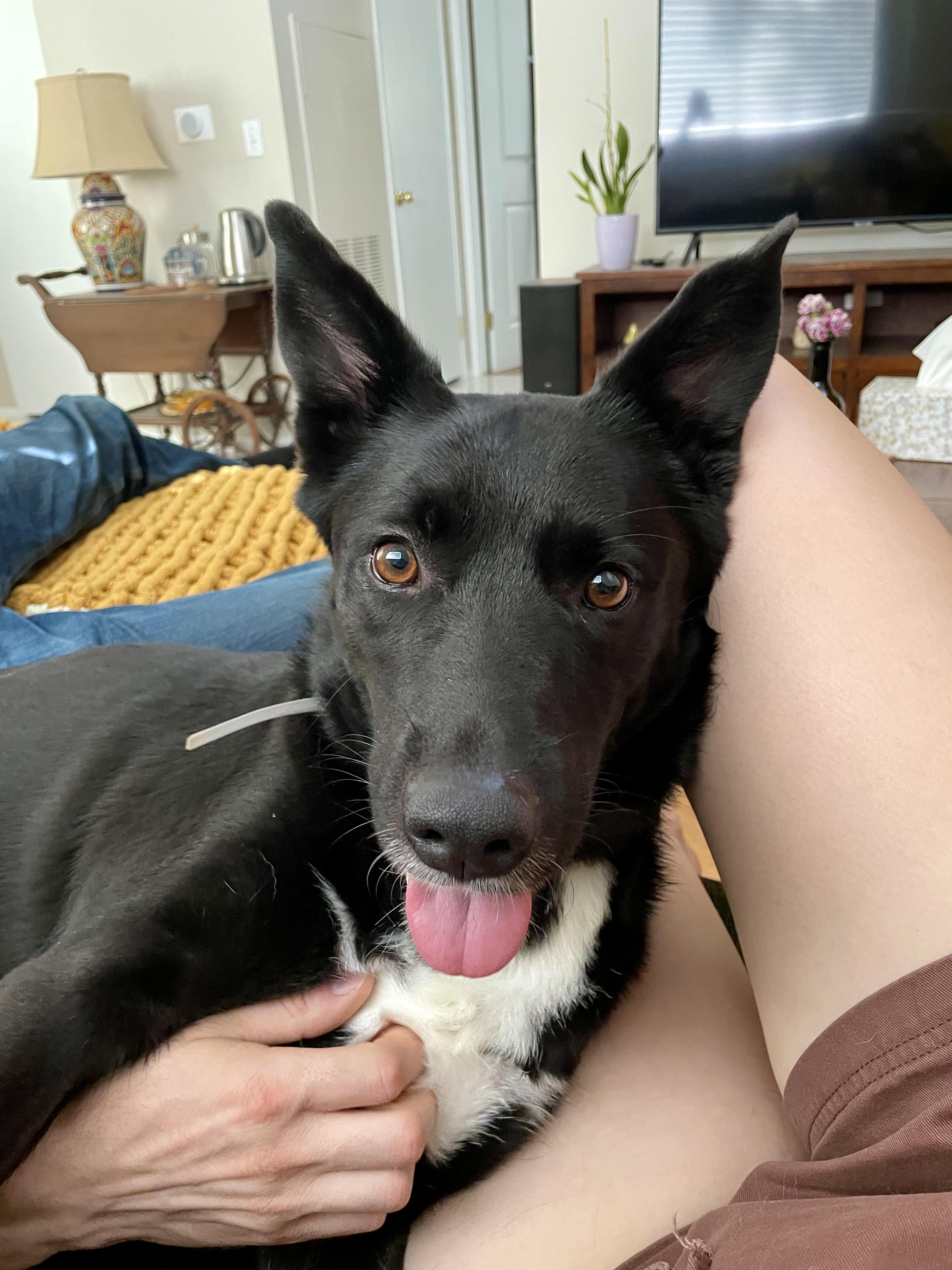 Enlarge Orca (Orchid), a Adoptable mixed breed in Santa Clarita, CA image 5/5