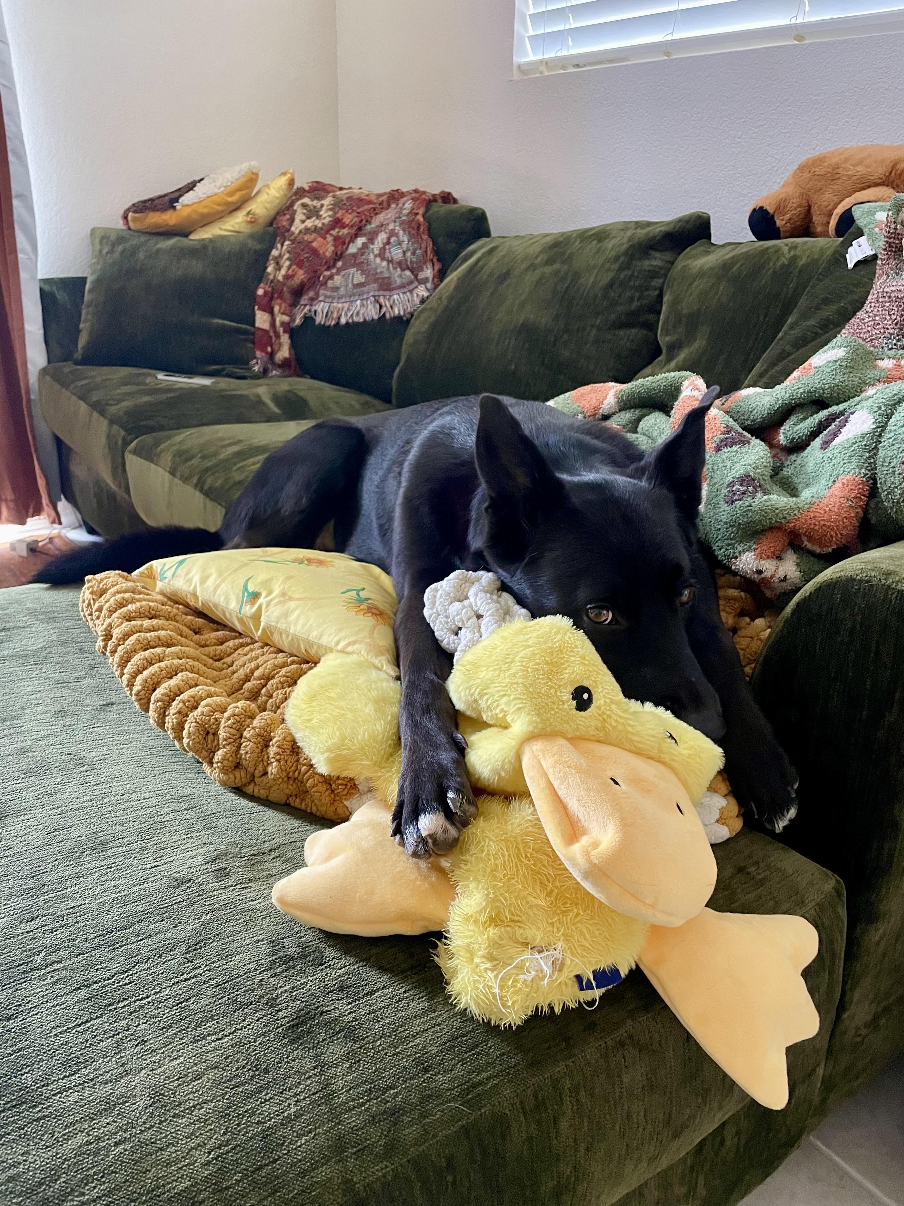 Enlarge Orca (Orchid), a Adoptable mixed breed in Santa Clarita, CA image 4/5