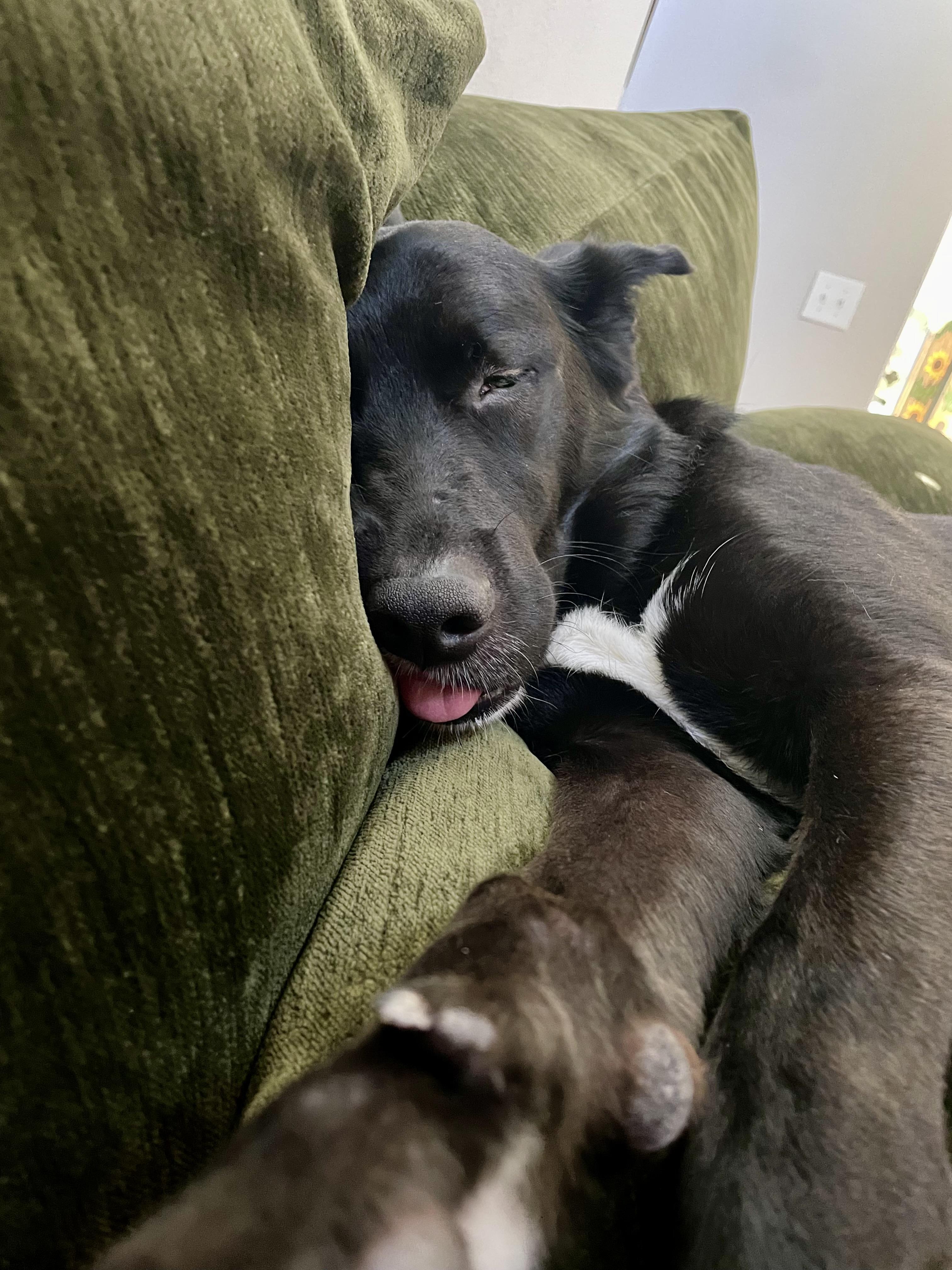 Enlarge Orca (Orchid), a Adoptable mixed breed in Santa Clarita, CA image 3/5