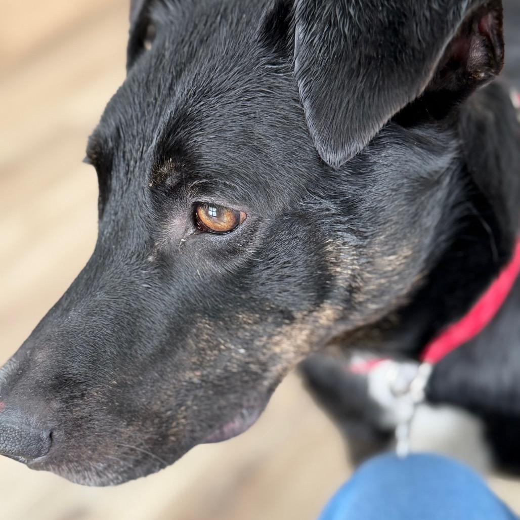 Buddy, Adoptable, Adult Male Black Labrador Retriever.