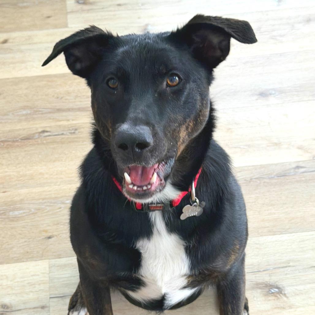 Enlarge Buddy, a Adoptable Black Labrador Retriever in Idaho Falls, ID image 2/5