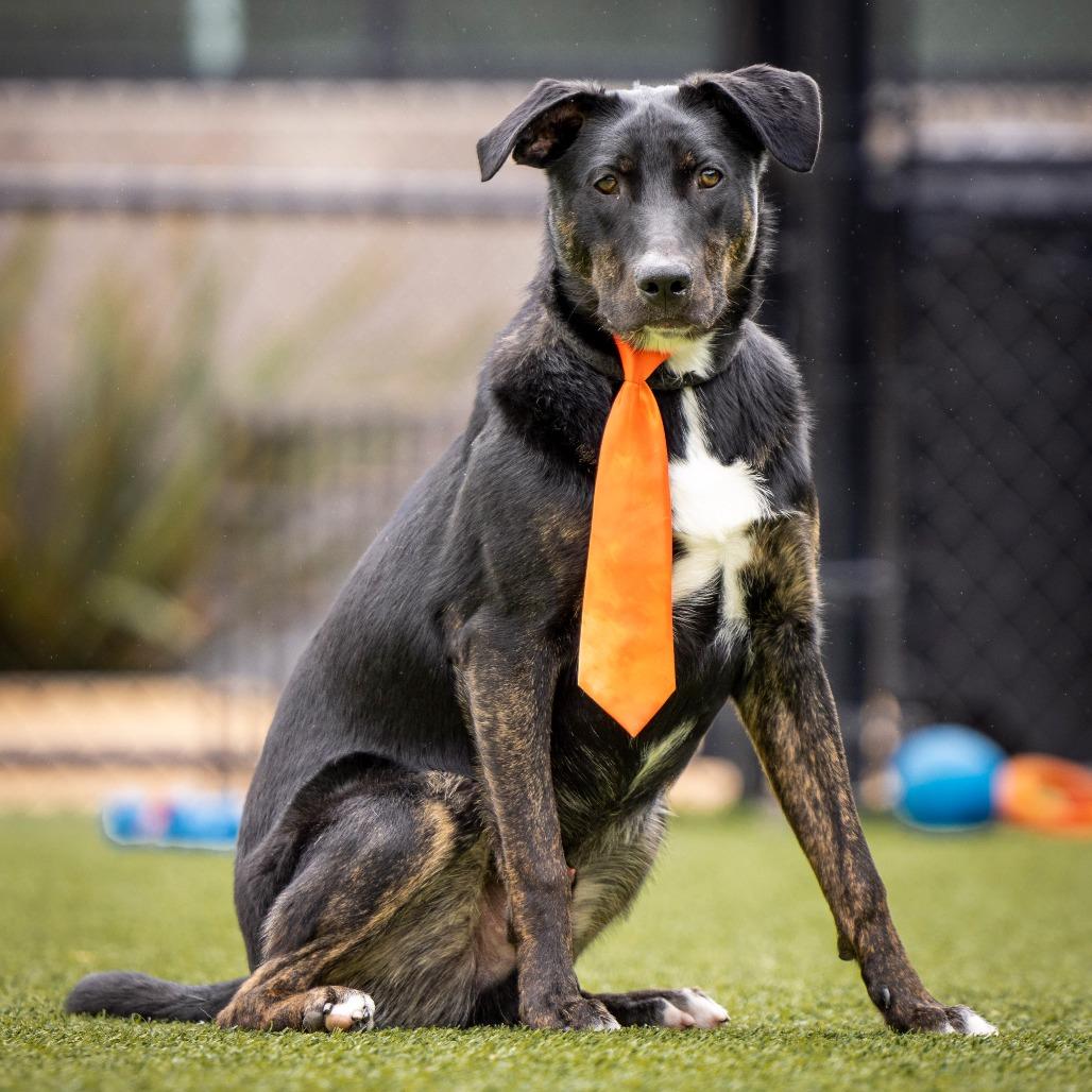 Enlarge Buddy, a Adoptable Black Labrador Retriever in Idaho Falls, ID image 3/5