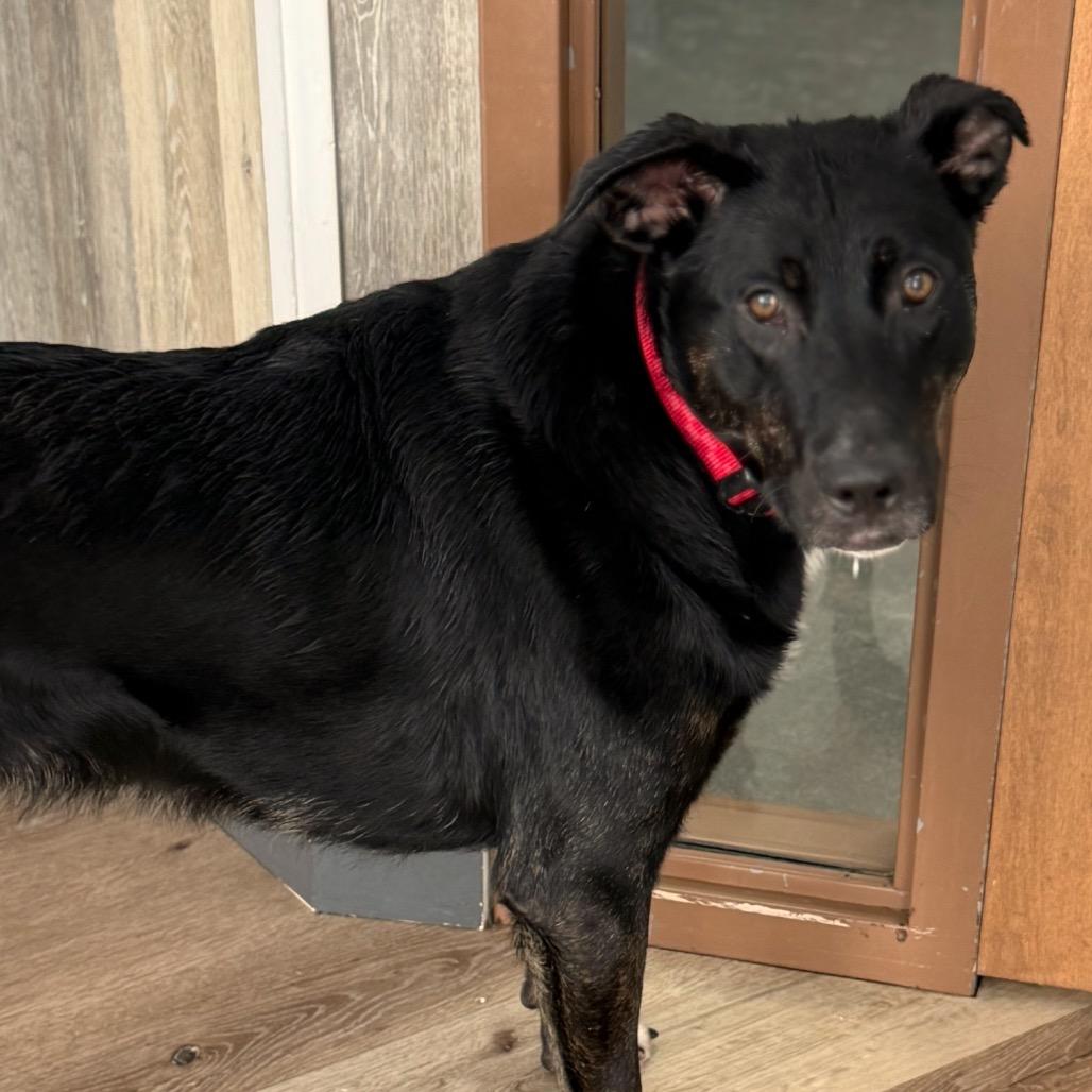 Enlarge Buddy, a Adoptable Black Labrador Retriever in Idaho Falls, ID image 4/5