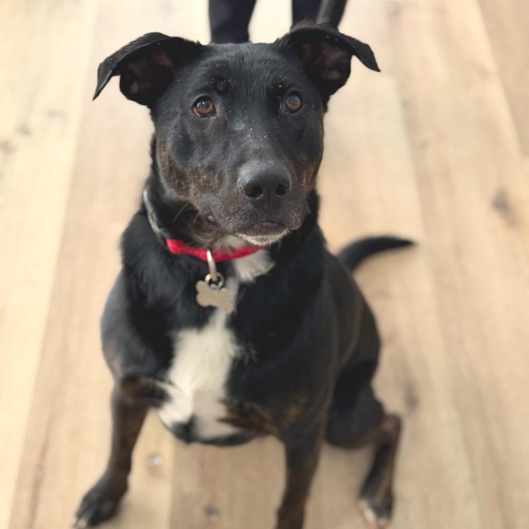 Enlarge Buddy, a Adoptable Black Labrador Retriever in Idaho Falls, ID image 5/5