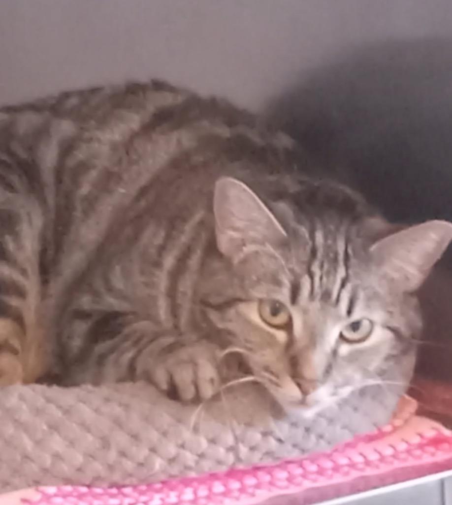 Nikea, Adoptable, Young Female Domestic Short Hair.