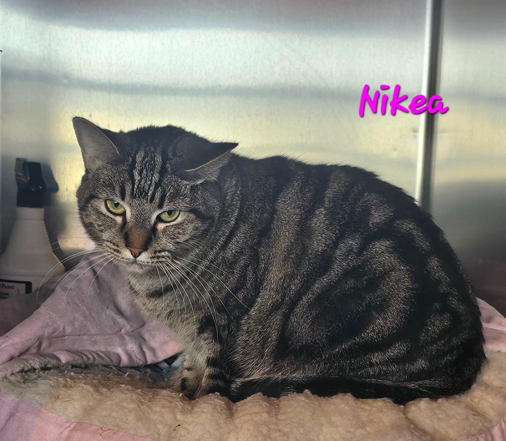 Enlarge Nikea, a Adoptable mixed breed in Marianna, FL image 2/3