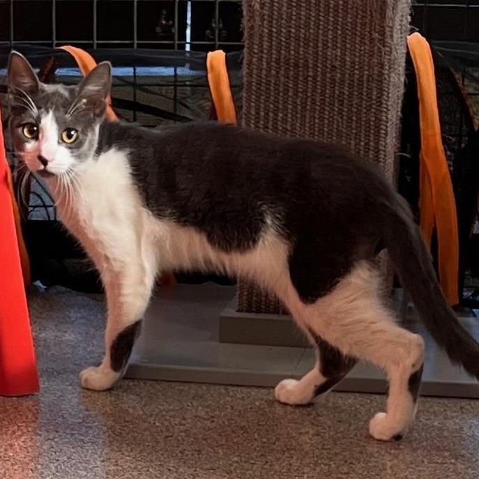 Sterling (13), Adoptable, Young Male Domestic Short Hair.