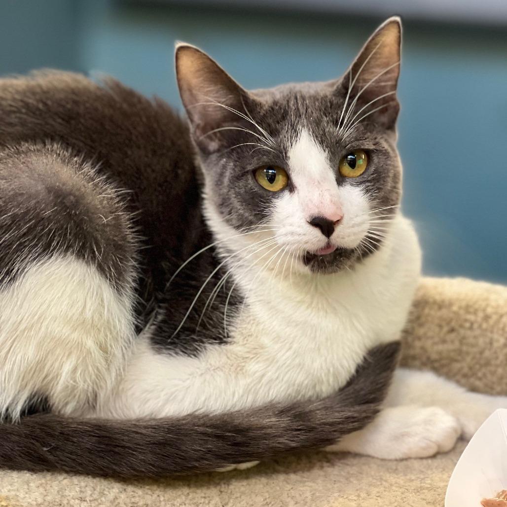 Enlarge Sterling (13), a Adoptable Domestic Short Hair in Sarasota, FL image 2/3