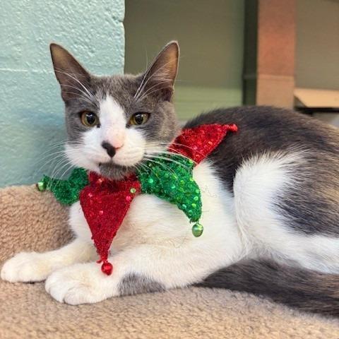 Enlarge Sterling (13), a Adoptable Domestic Short Hair in Sarasota, FL image 3/3