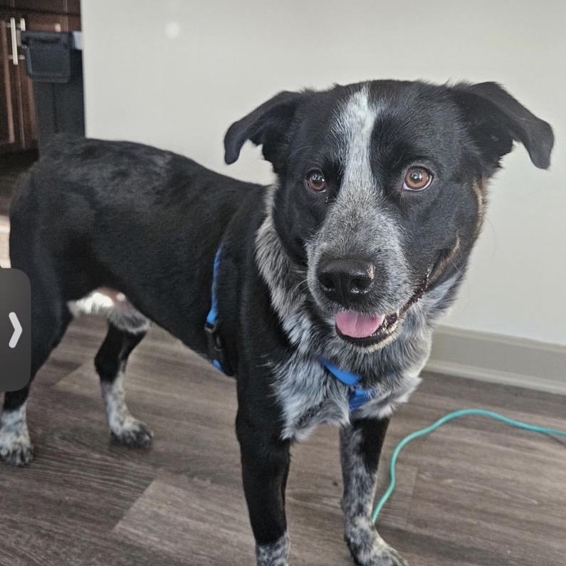 Duke, Adoptable, Young Male Cattle Dog & Labrador Retriever.