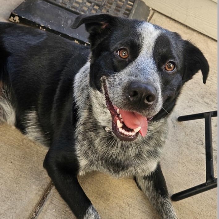 Enlarge Duke, a Adoptable mixed breed in Mansfield, TX image 2/2