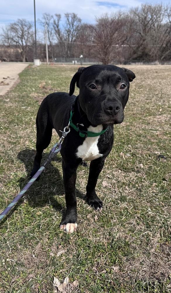 Arnie, adopted, Young Male Pit Bull Terrier.