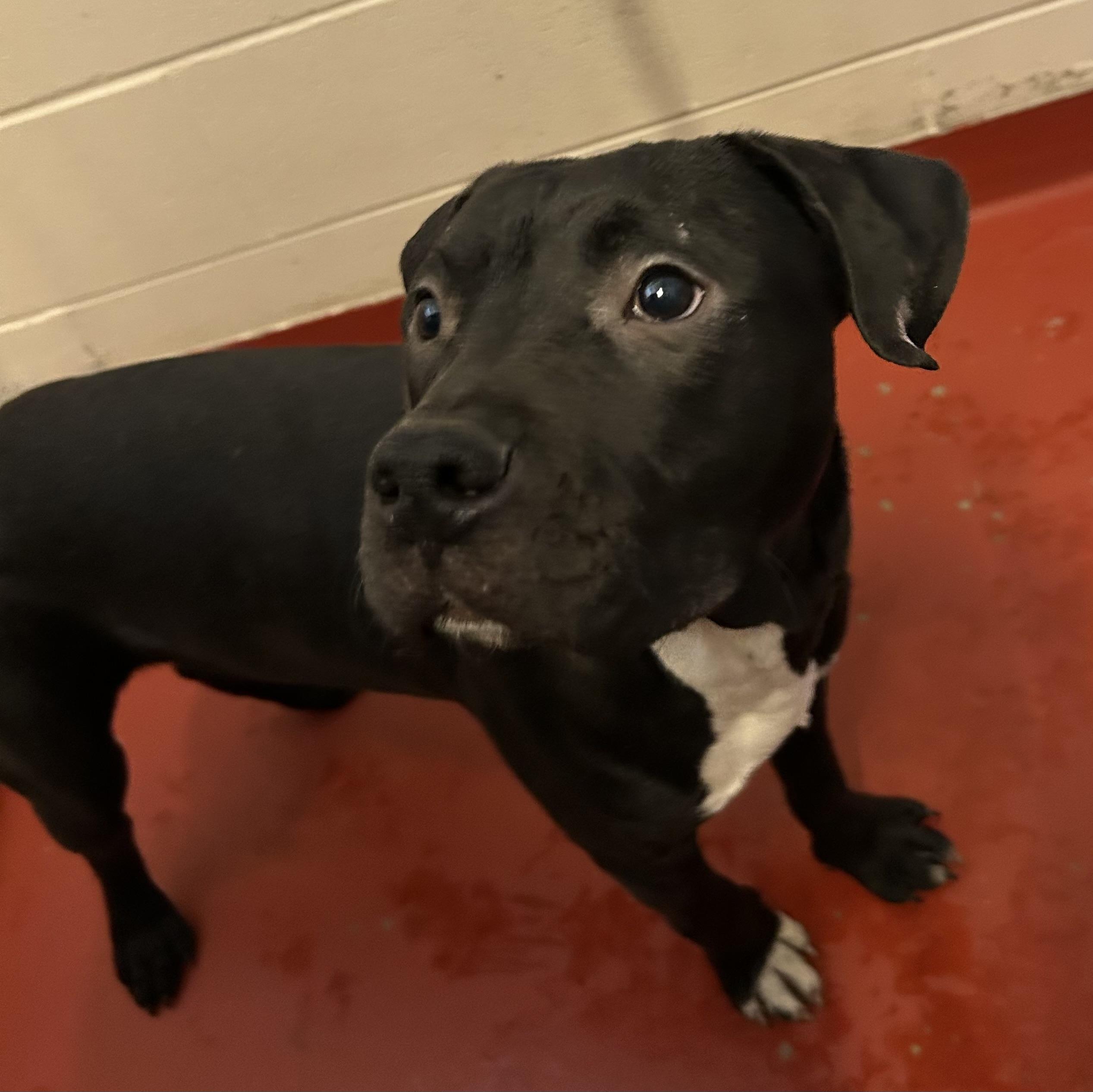 Enlarge Arnie, an adopted Pit Bull Terrier in Mason City, IA image 2/2