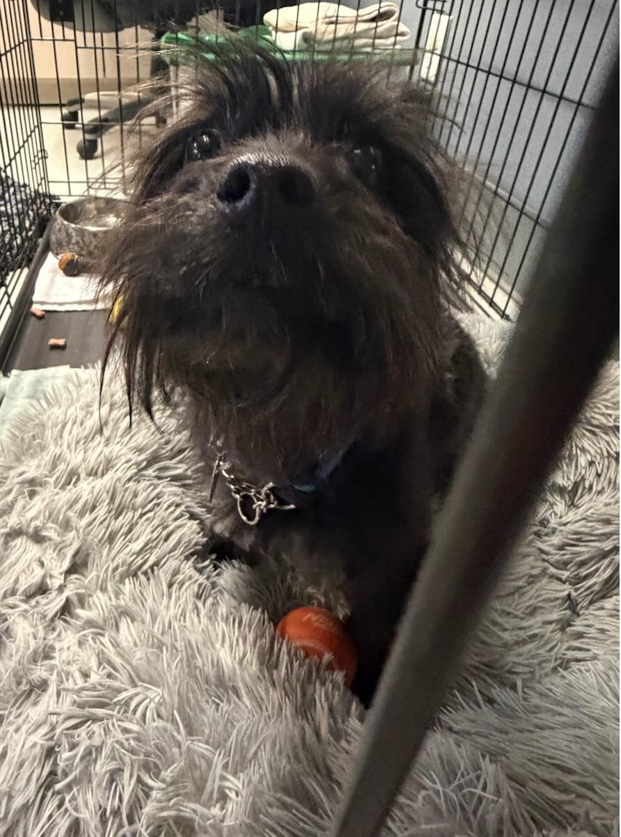 Enlarge Toby, a ADOPTABLE mixed breed in Parkville, MO image 1/5