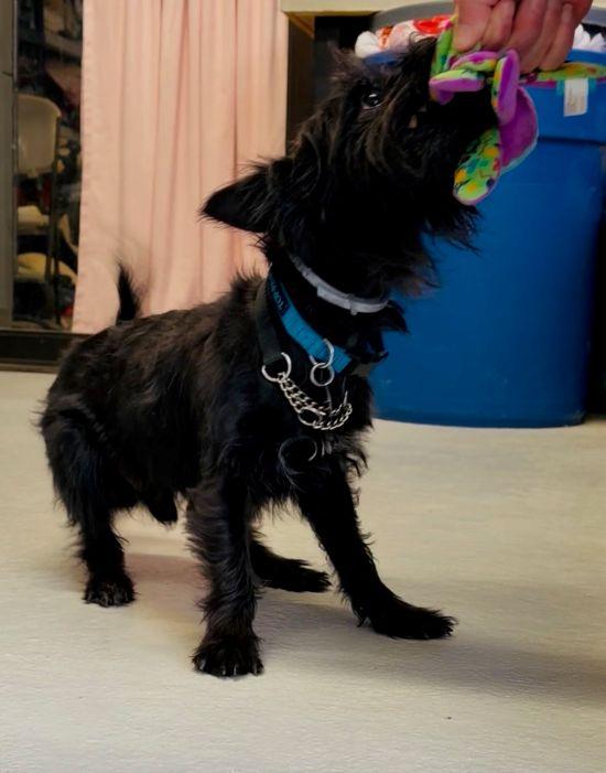 Enlarge Toby, a ADOPTABLE mixed breed in Parkville, MO image 3/5