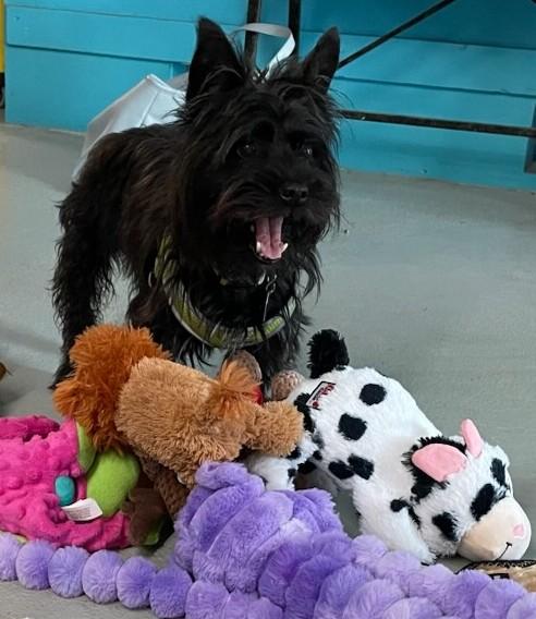 Toby, a ADOPTABLE mixed breed in Parkville, MO image 2/6