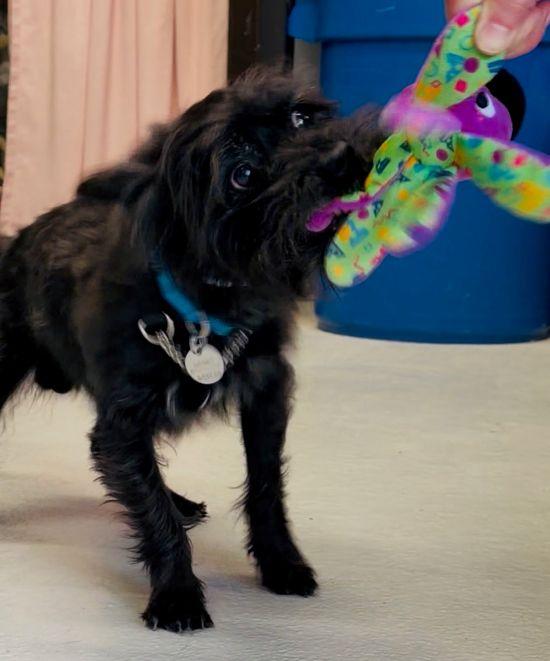 Enlarge Toby, a ADOPTABLE mixed breed in Parkville, MO image 2/5
