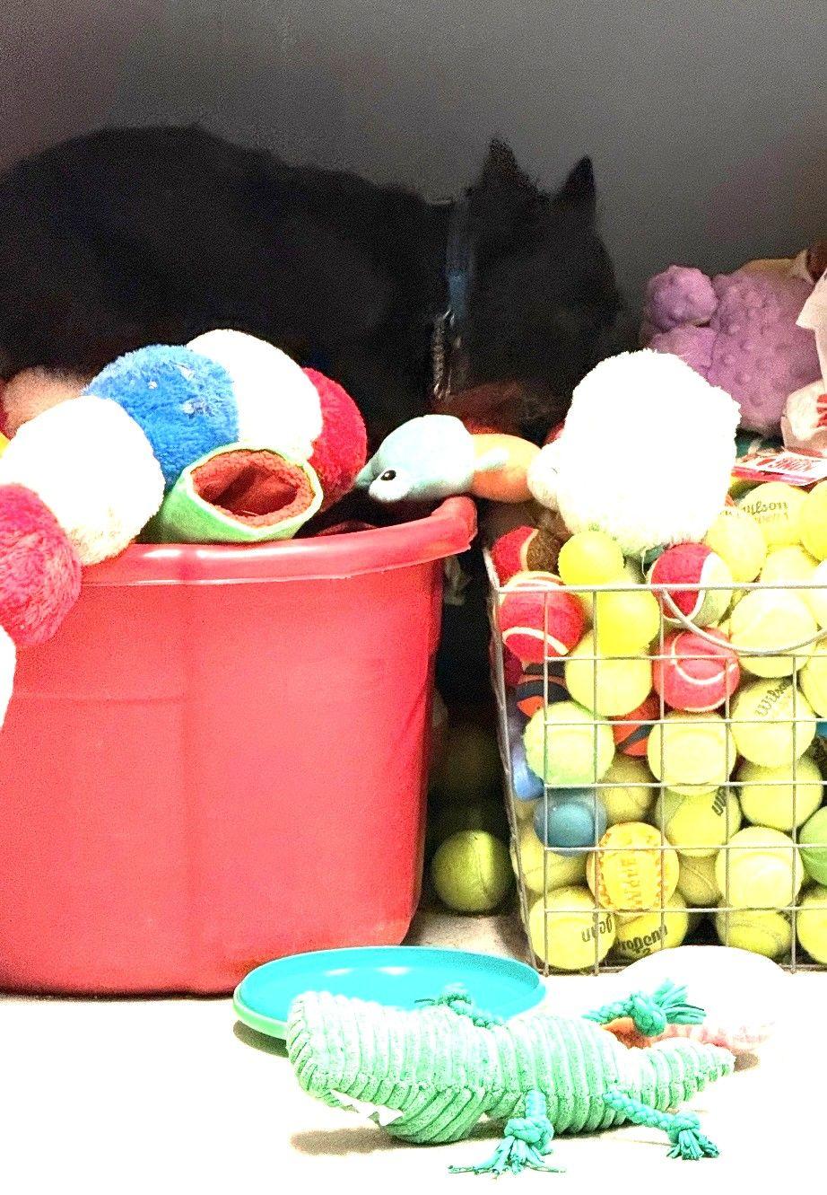 Enlarge Toby, a ADOPTABLE mixed breed in Parkville, MO image 4/5