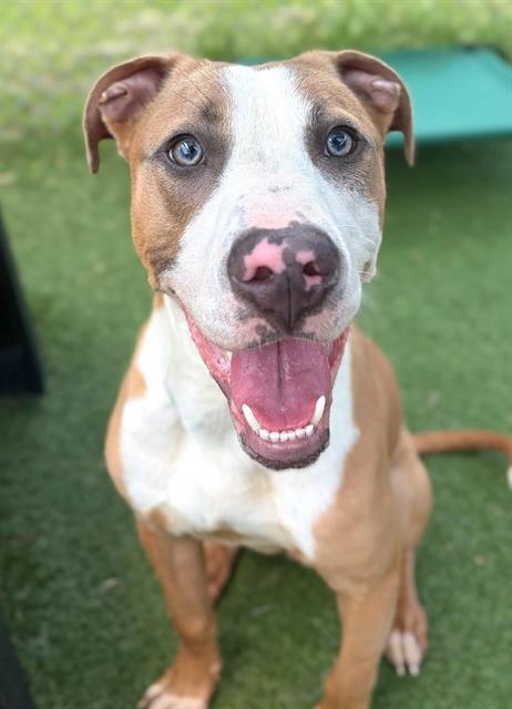 Enlarge APRICOT, a Adoptable Mixed Breed in Columbia, SC image 1/1