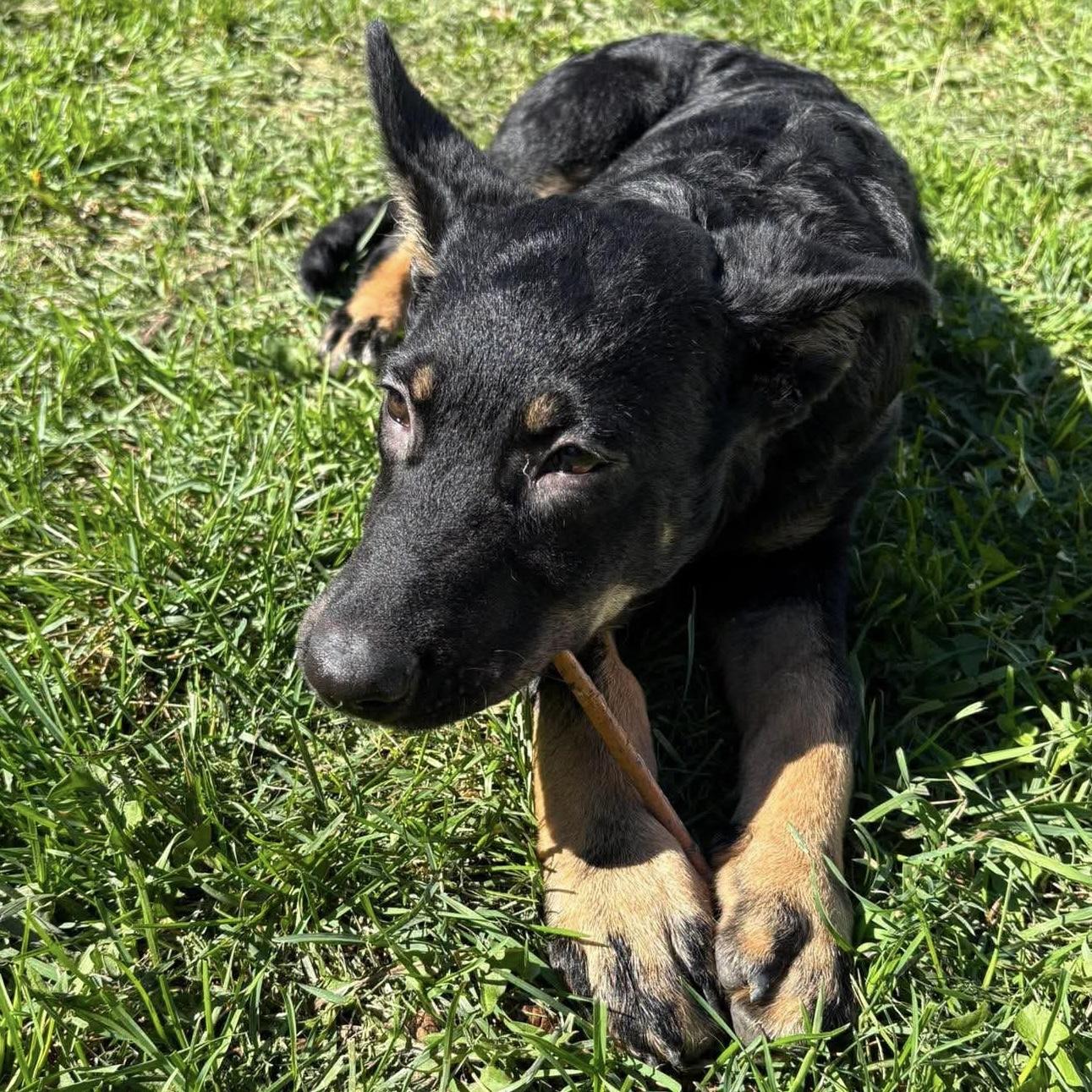 Enlarge Petunia, a Adoptable mixed breed in Winnipeg, MB image 5/6