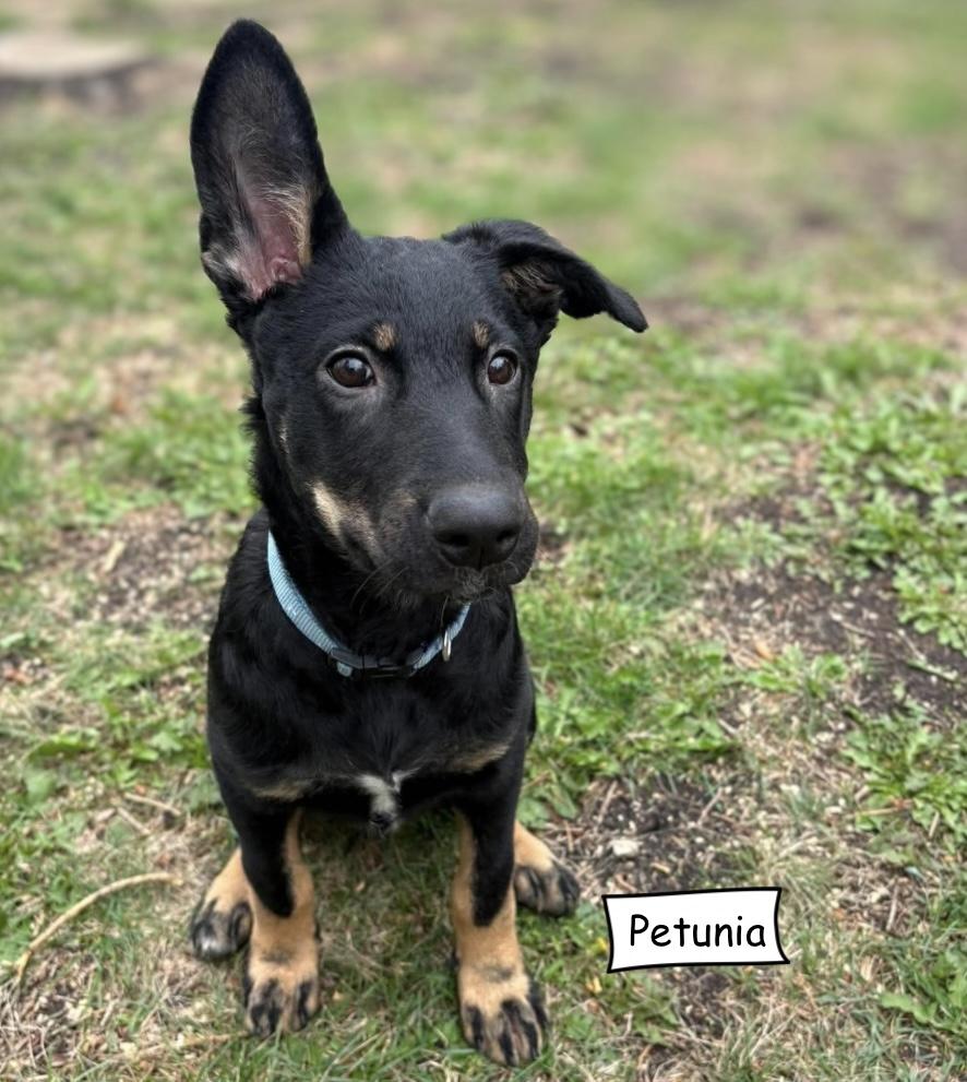 Enlarge Petunia, a Adoptable mixed breed in Winnipeg, MB image 3/6