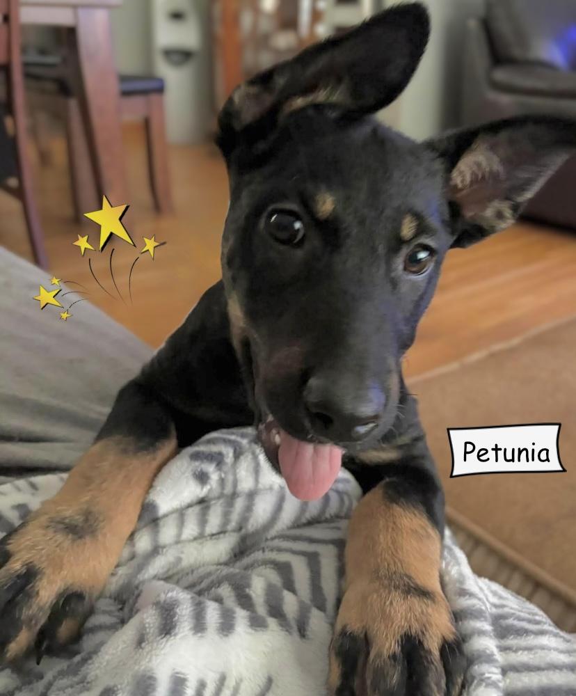Enlarge Petunia, a Adoptable mixed breed in Winnipeg, MB image 4/6