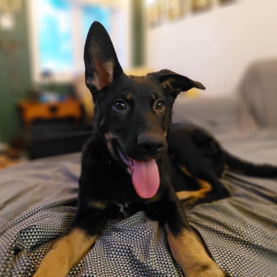 Enlarge Petunia, a Adoptable mixed breed in Winnipeg, MB image 2/6