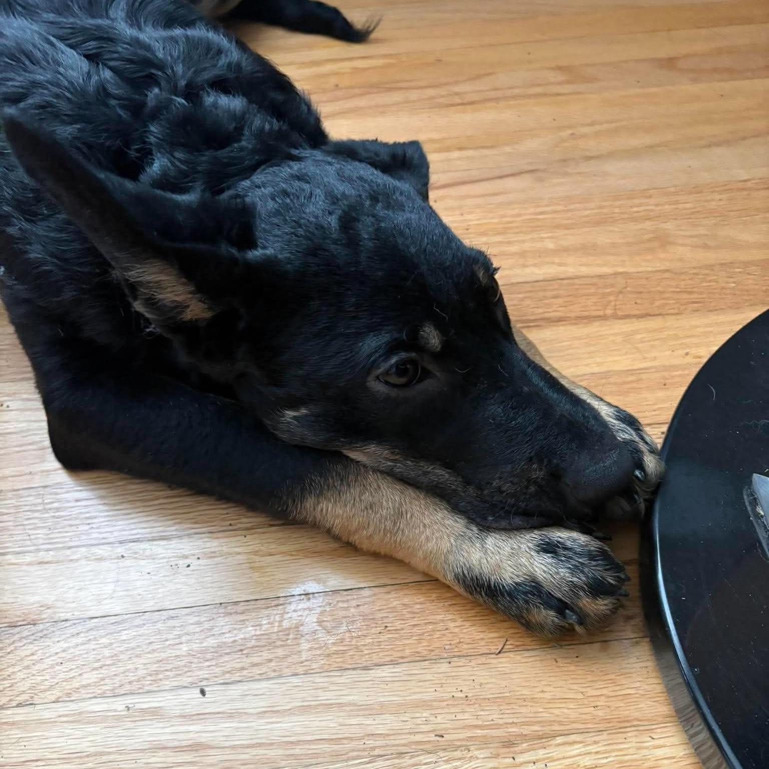 Enlarge Petunia, a Adoptable mixed breed in Winnipeg, MB image 6/6