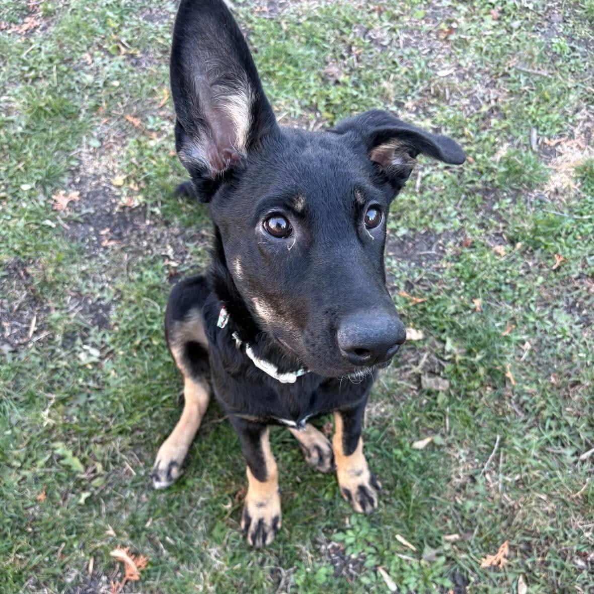 Enlarge Petunia, a Adoptable mixed breed in Winnipeg, MB image 1/6