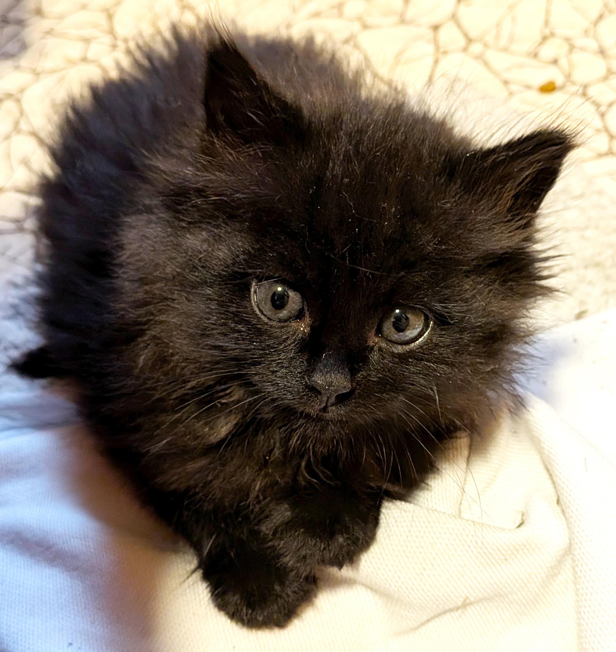 Enlarge Frankenstein, an adopted Domestic Long Hair in Cathlamet, WA image 2/4