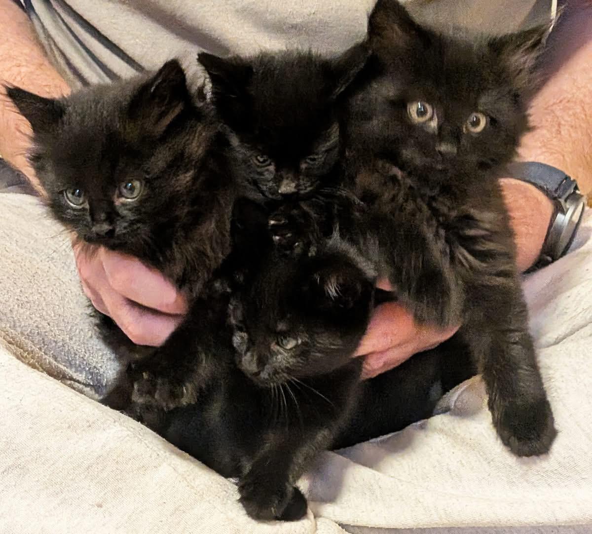 Enlarge Frankenstein, an adopted Domestic Long Hair in Cathlamet, WA image 3/4