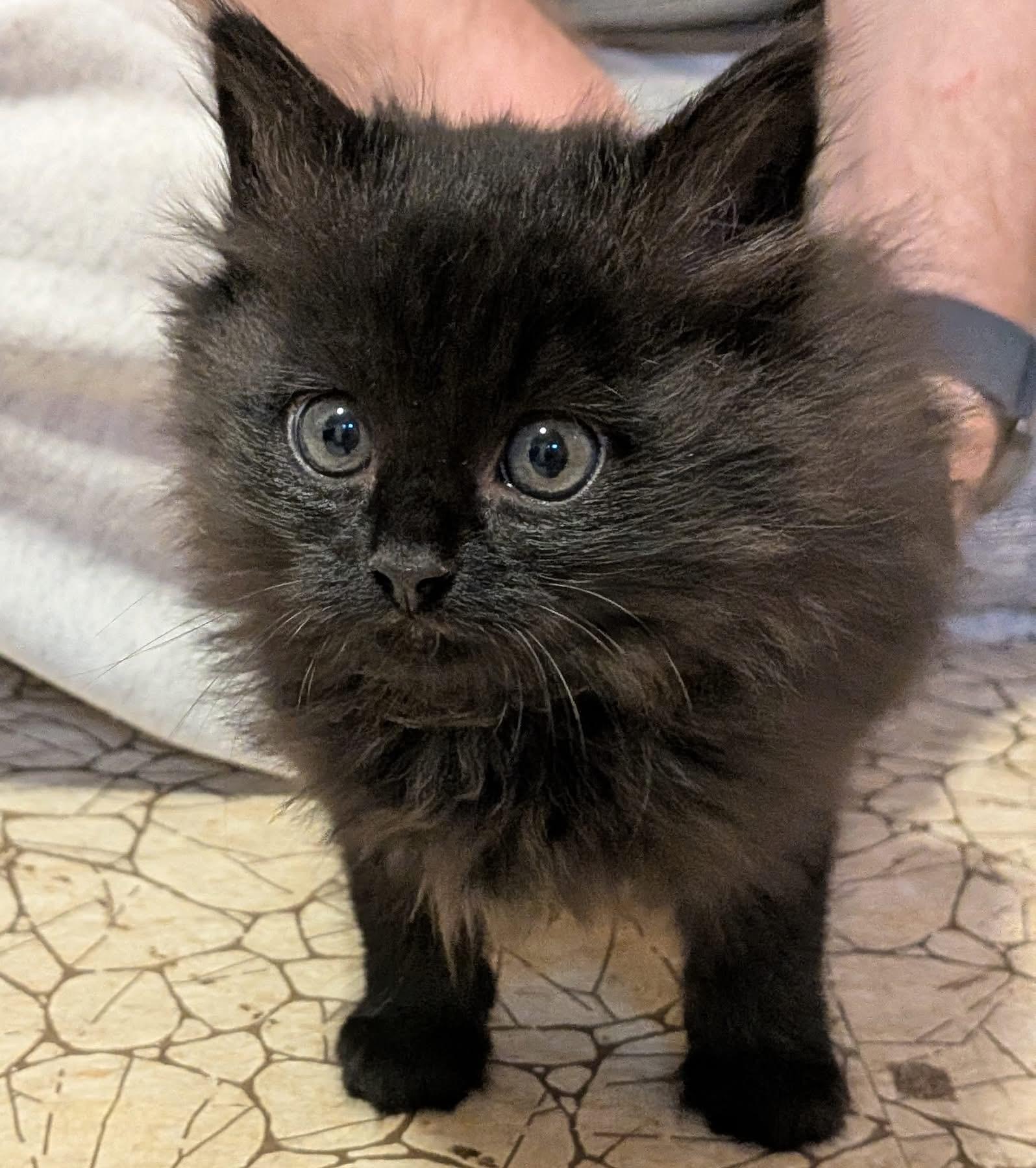 Enlarge Frankenstein, an adopted Domestic Long Hair in Cathlamet, WA image 1/4