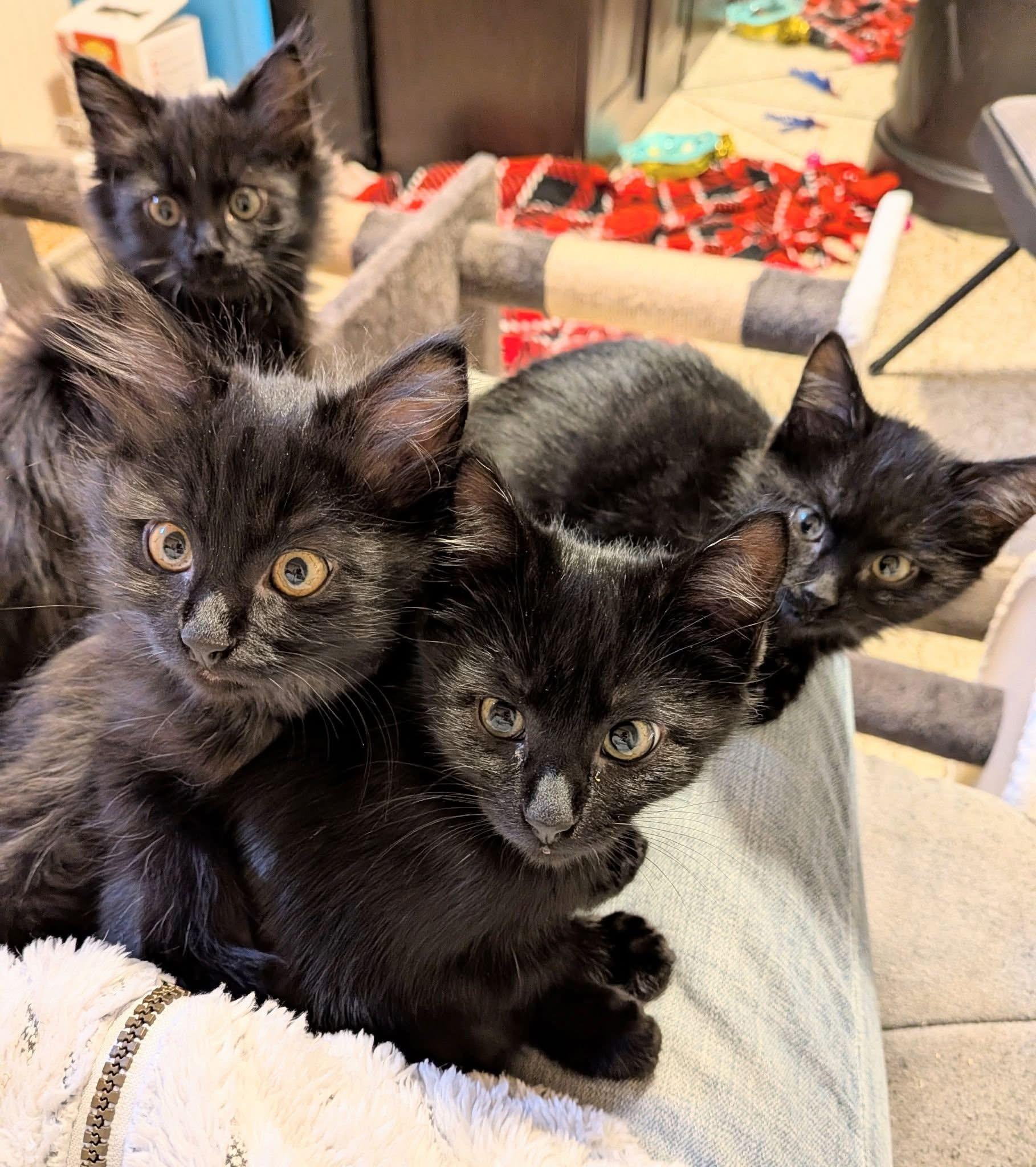 Enlarge Frankenstein, an adopted Domestic Long Hair in Cathlamet, WA image 4/4