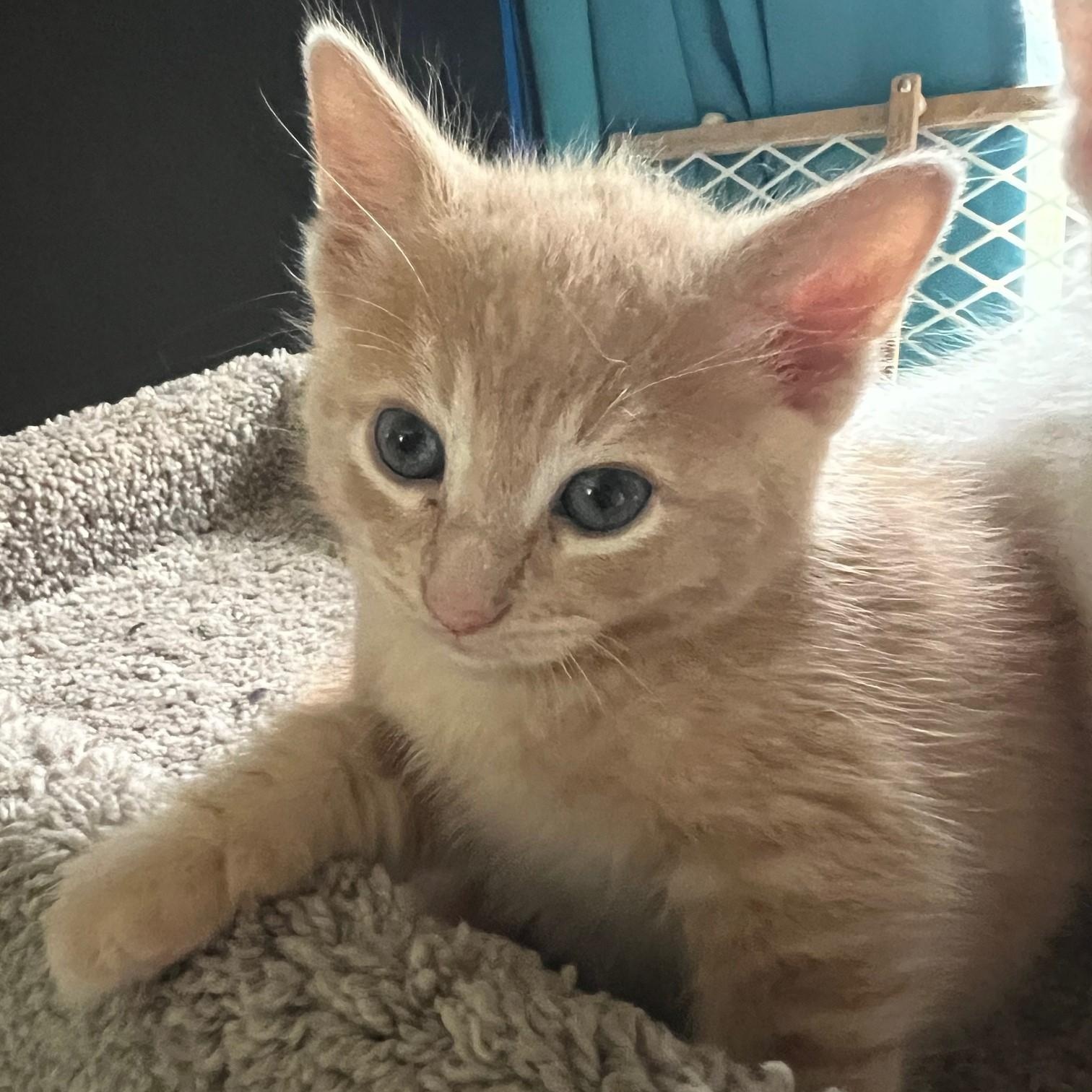 Cinnamon, an adopted Domestic Short Hair in Eureka, CA image 1/3