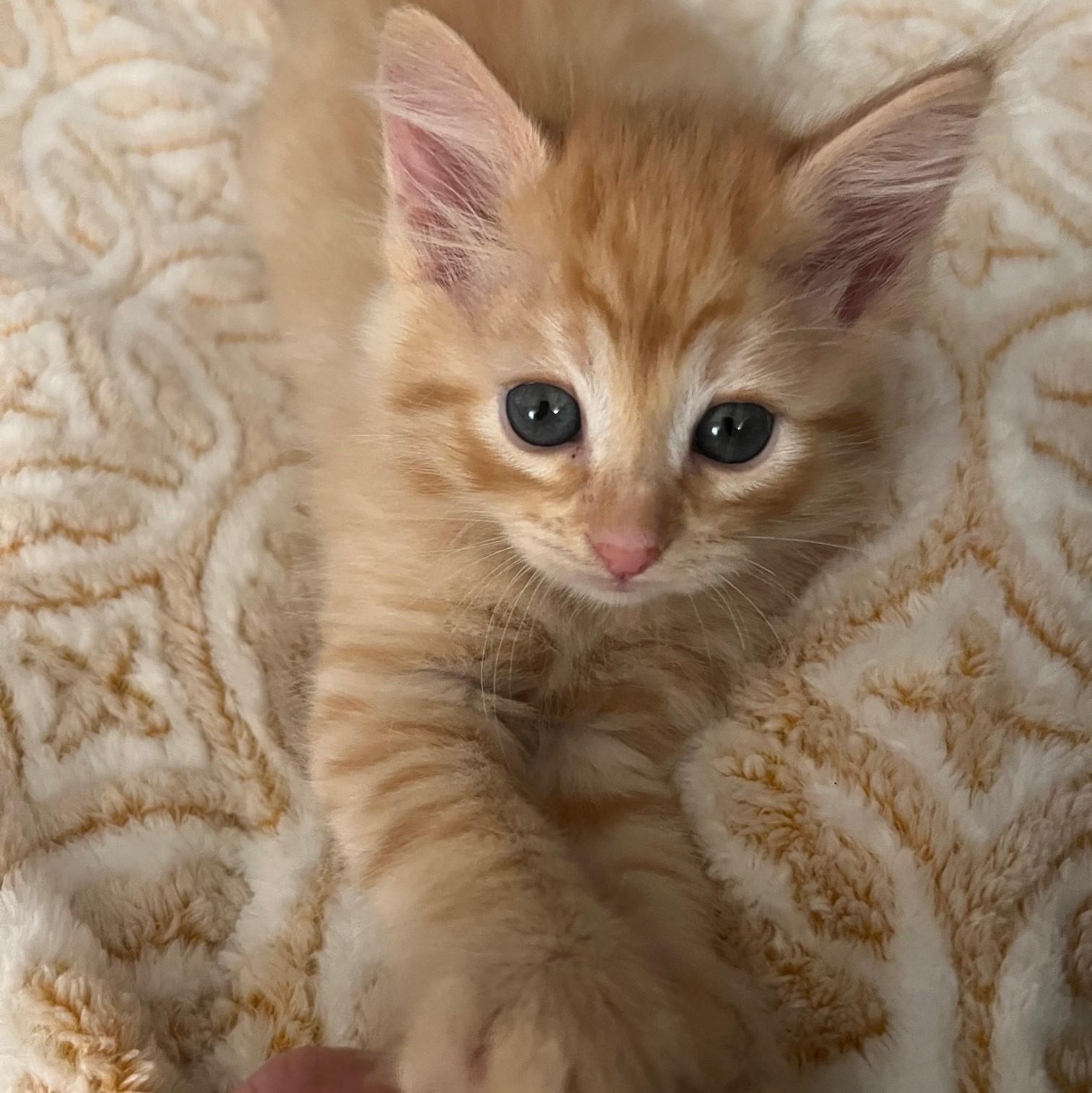 Cinnamon, an adopted Domestic Short Hair in Eureka, CA image 3/3