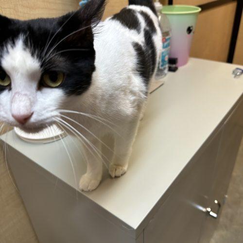 Sam Lee, adopted, Kitten Female Siamese & Domestic Long Hair.