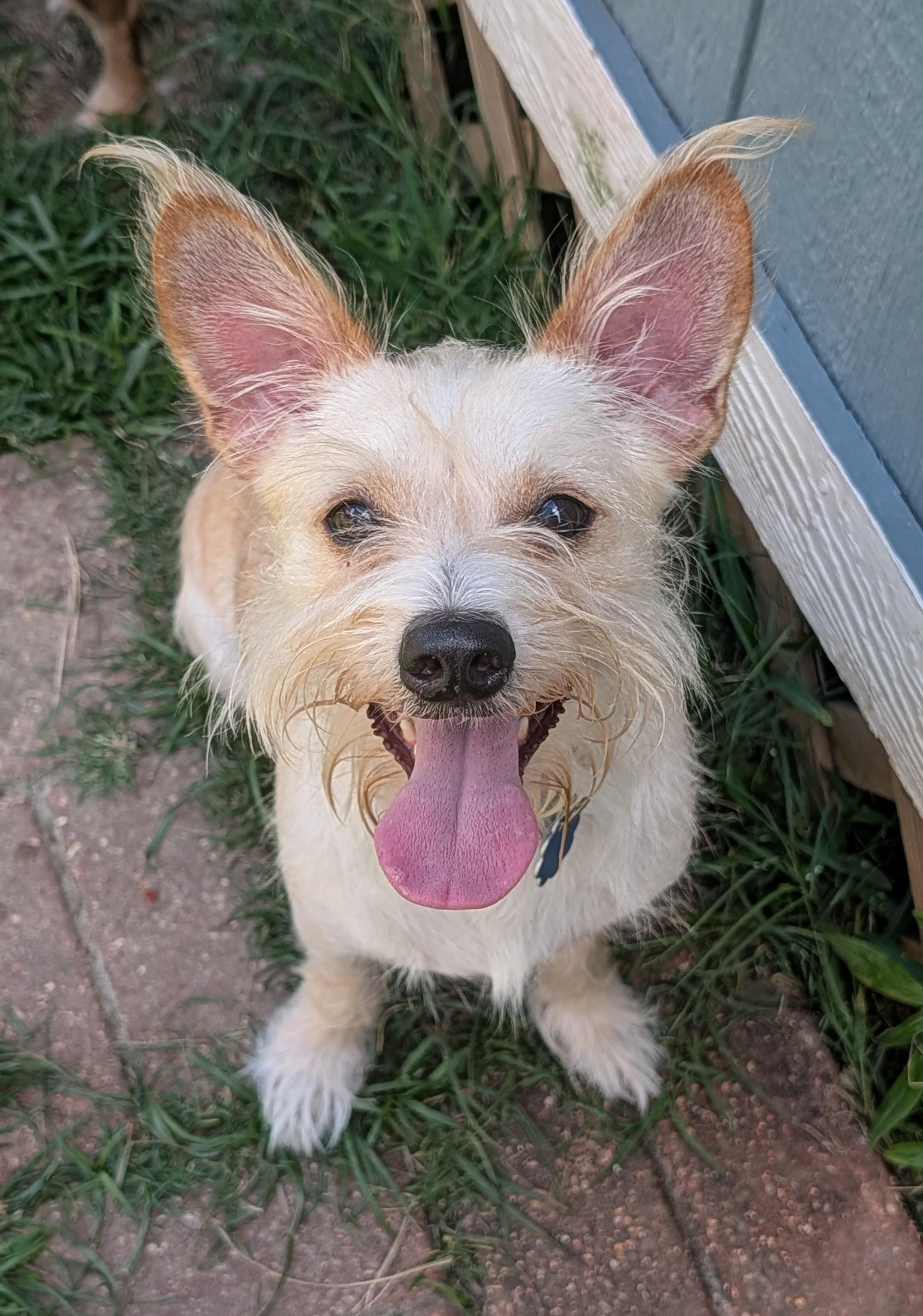 Pierre, a Adoptable mixed breed in Baton Rouge, LA image 5/6