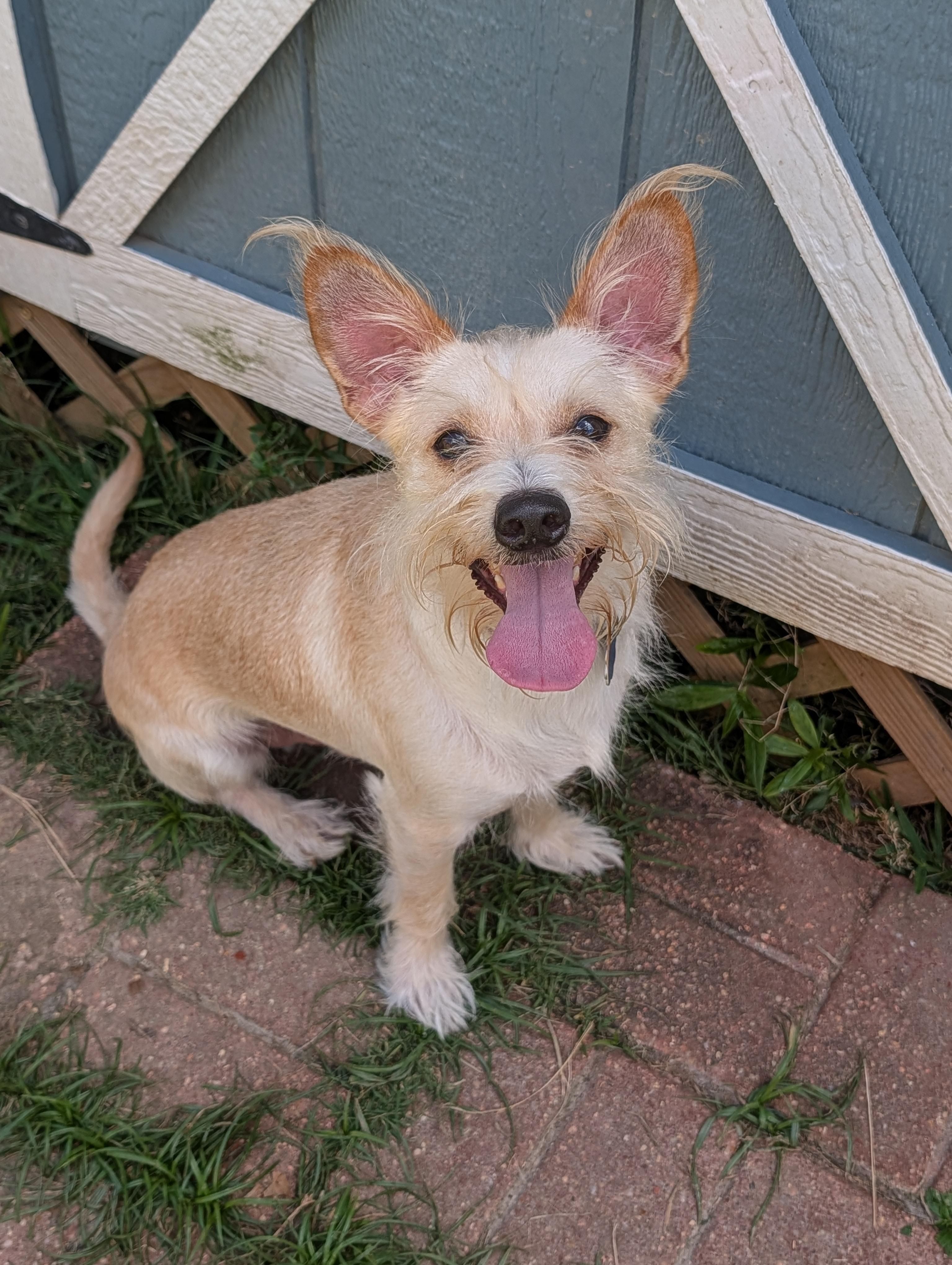 Pierre, a Adoptable mixed breed in Baton Rouge, LA image 4/6