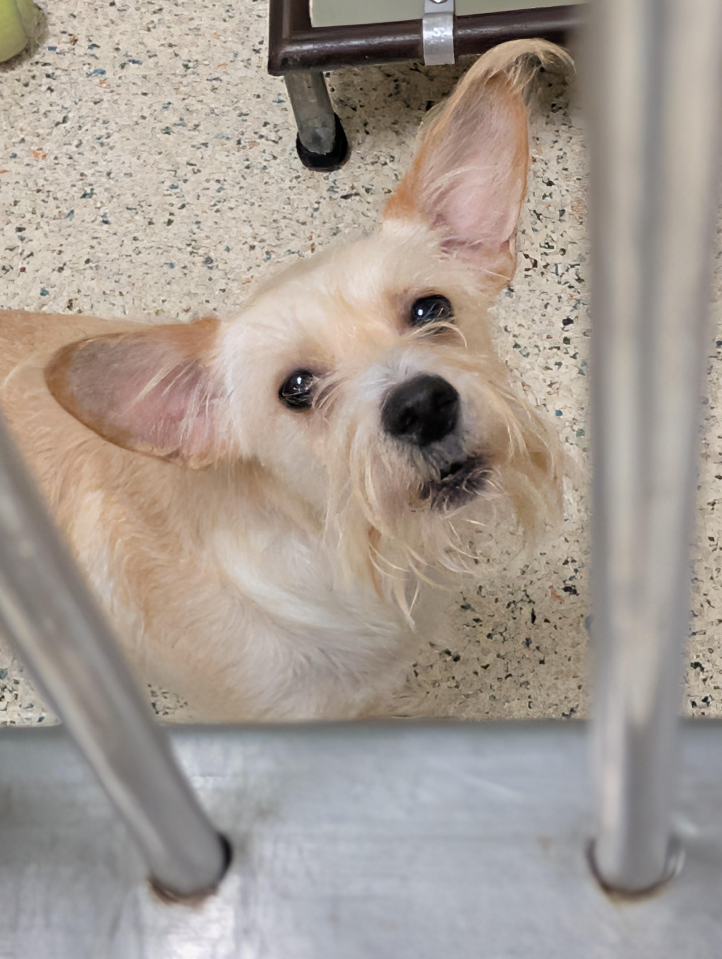 Pierre, a Adoptable mixed breed in Baton Rouge, LA image 6/6