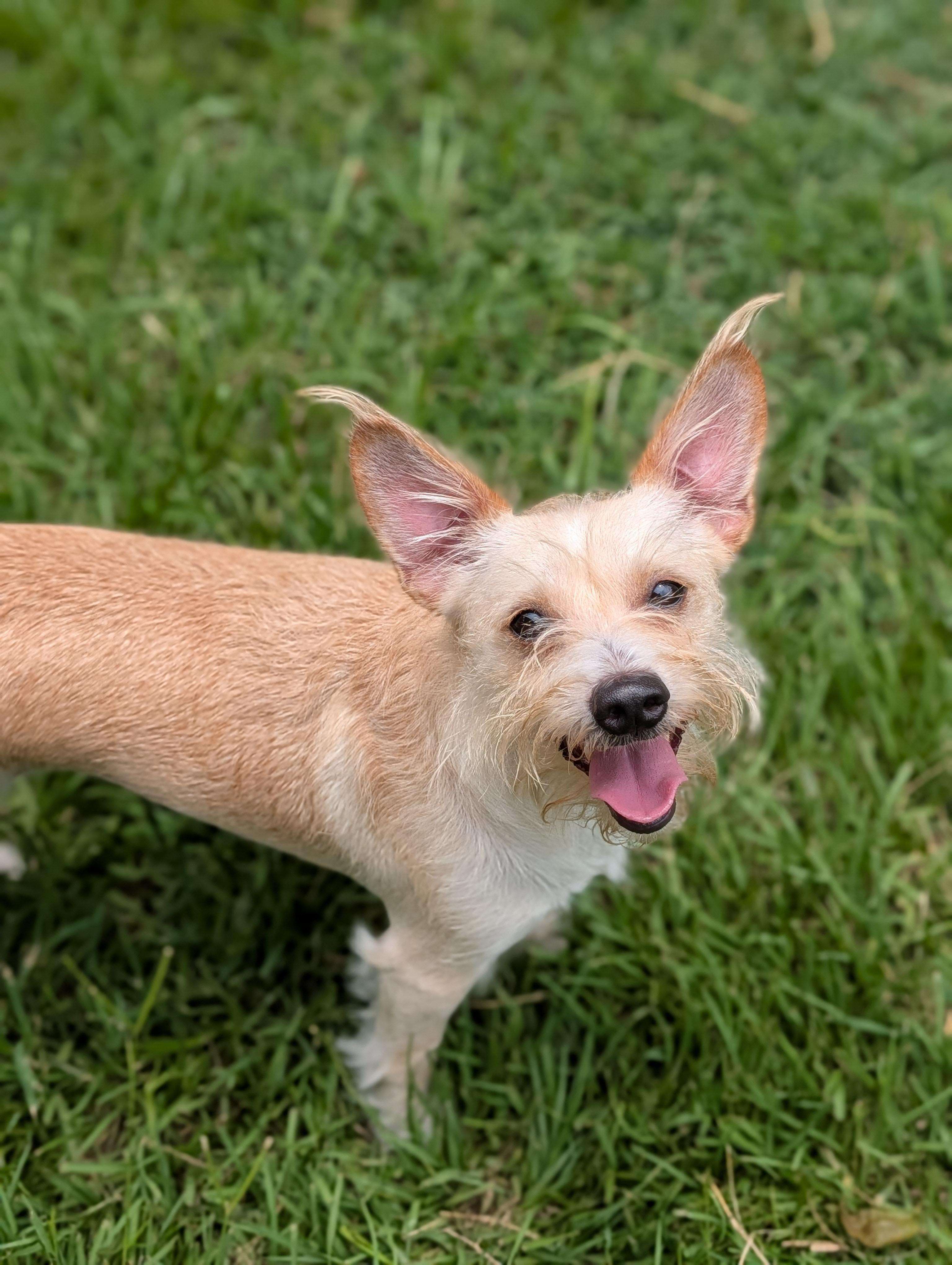 Pierre, a Adoptable mixed breed in Baton Rouge, LA image 3/6