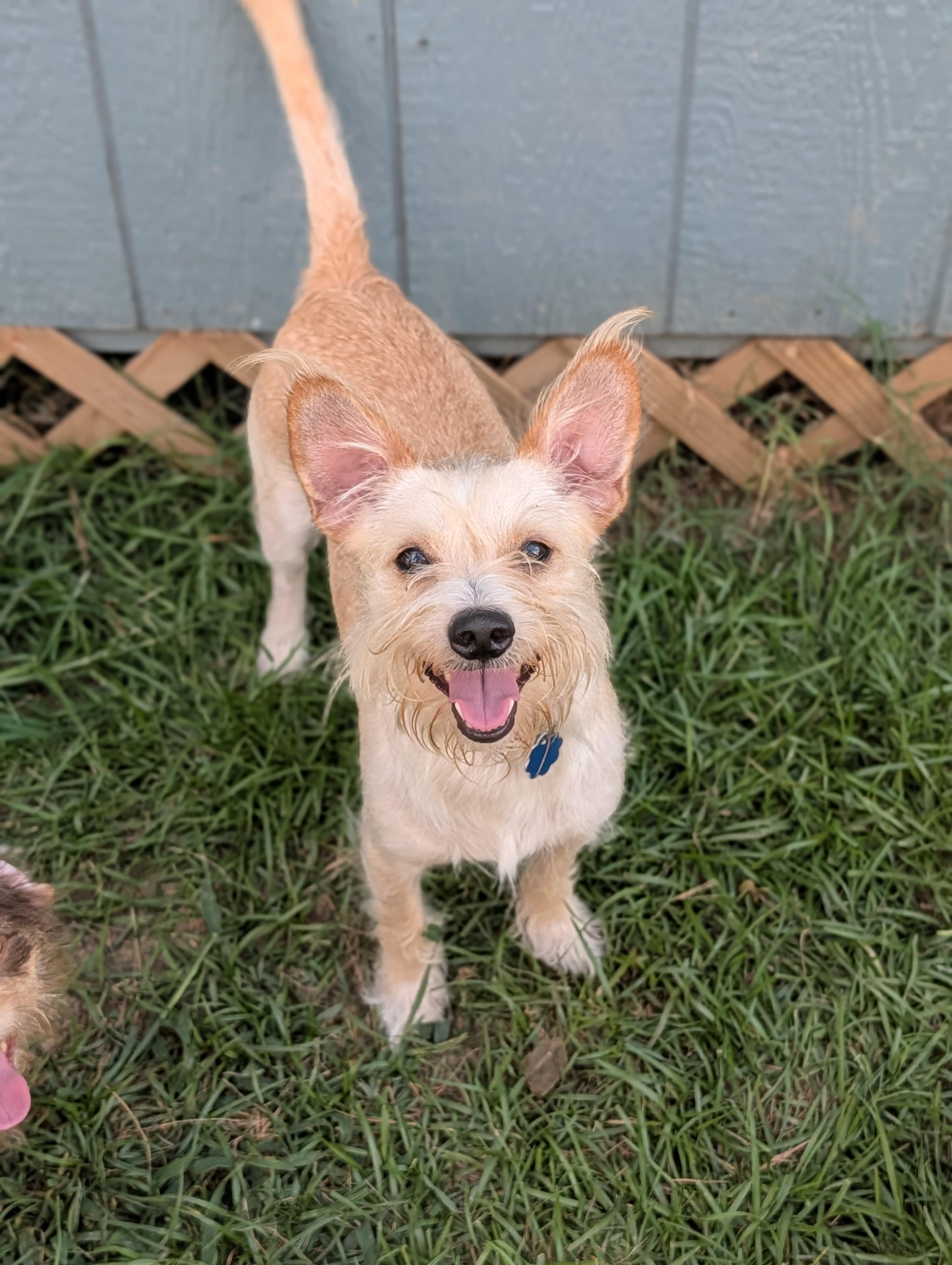 Pierre, a Adoptable mixed breed in Baton Rouge, LA image 2/6