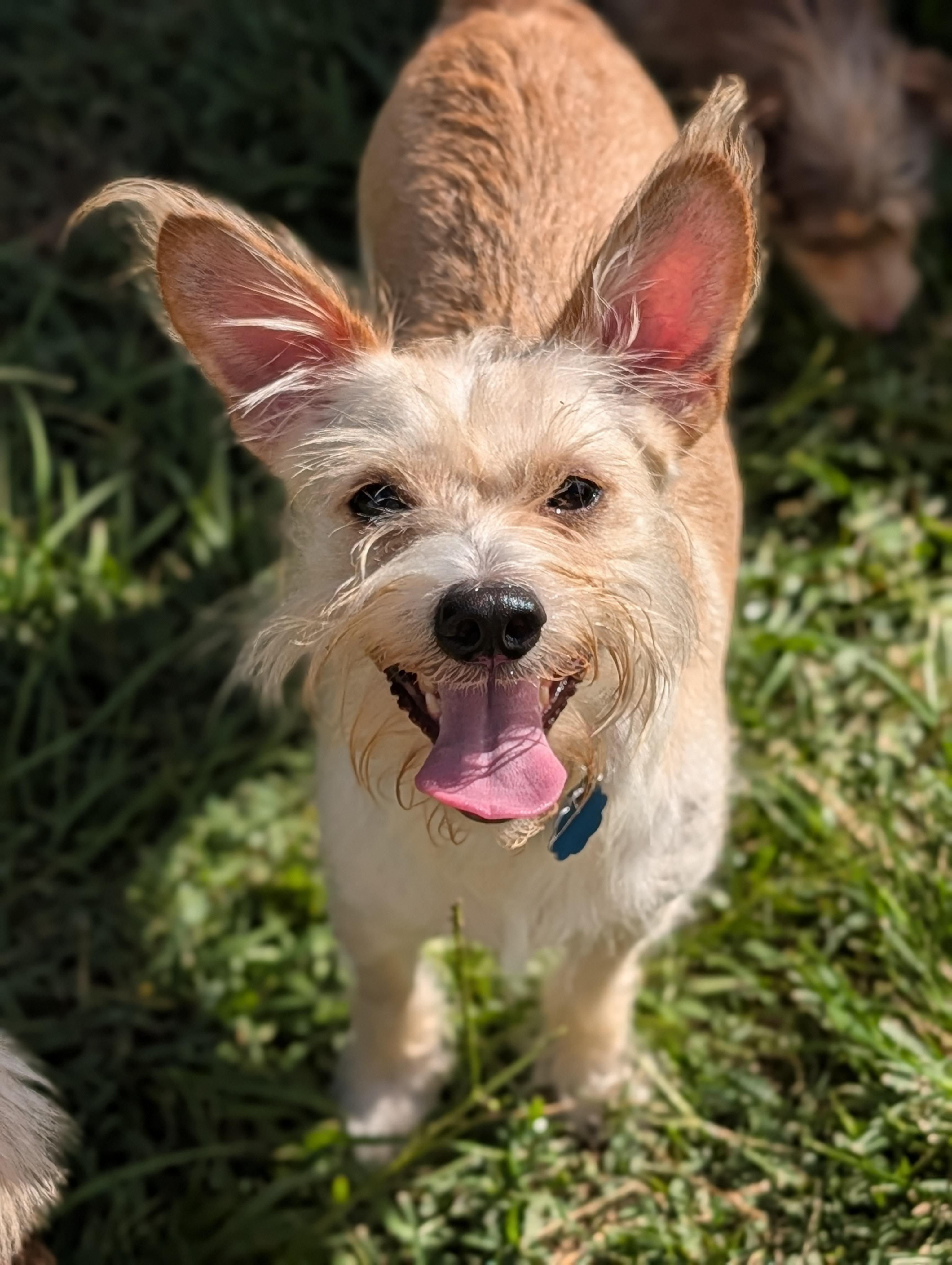 Pierre, Adoptable, Adult Male Wirehaired Terrier.