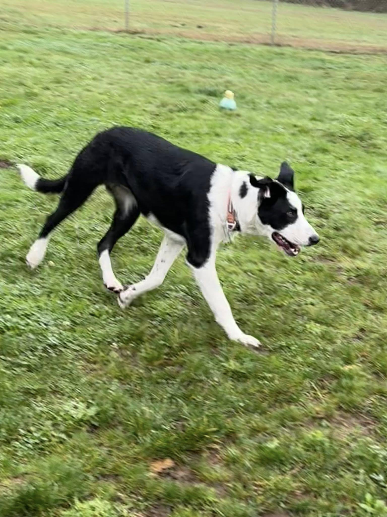 Enlarge Calvin, a Adopted mixed breed in Tillamook, OR image 1/6