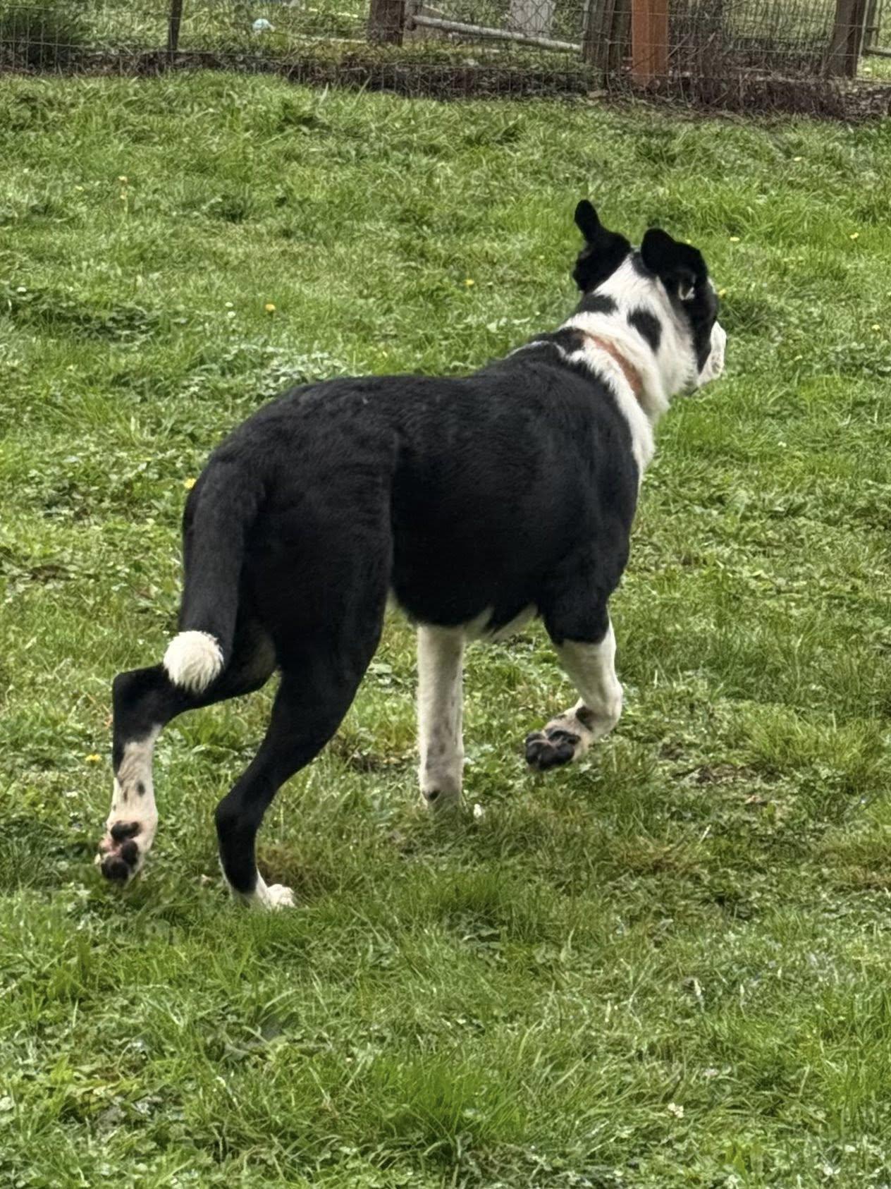 Enlarge Calvin, a Adopted mixed breed in Tillamook, OR image 2/6