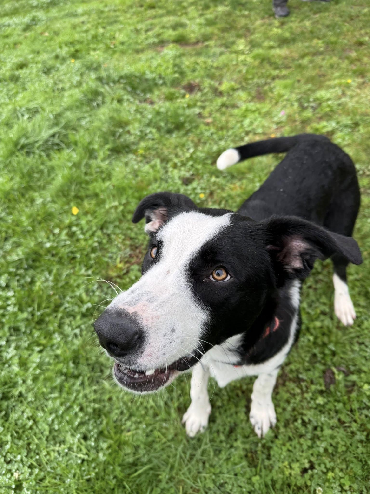 Enlarge Calvin, a Adopted mixed breed in Tillamook, OR image 3/6
