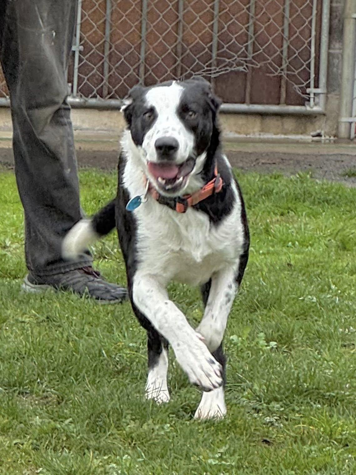 Enlarge Calvin, a Adopted mixed breed in Tillamook, OR image 4/6