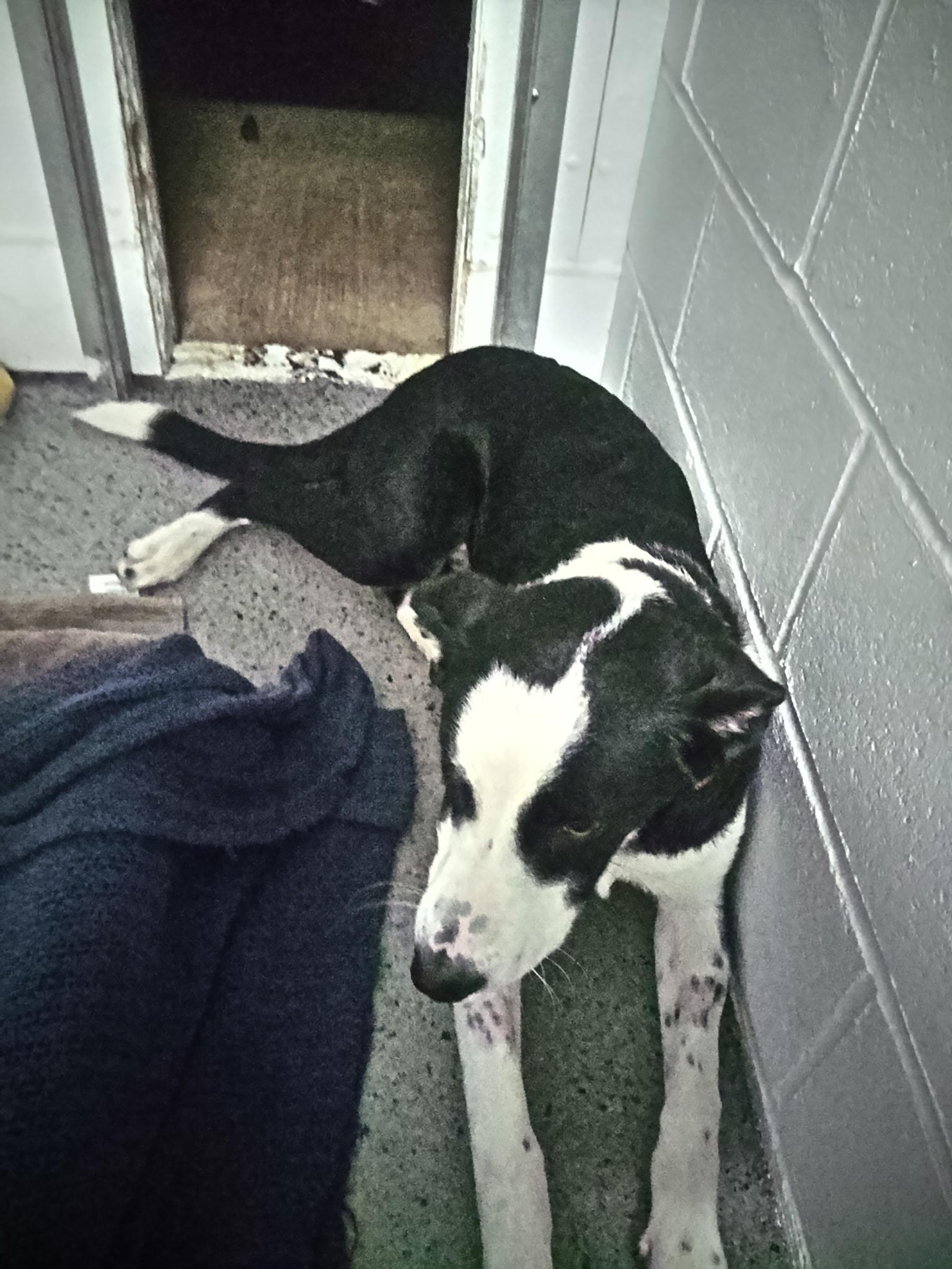 Enlarge Calvin, a Adopted mixed breed in Tillamook, OR image 5/6