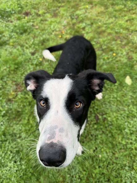 Enlarge Calvin, a Adopted mixed breed in Tillamook, OR image 6/6