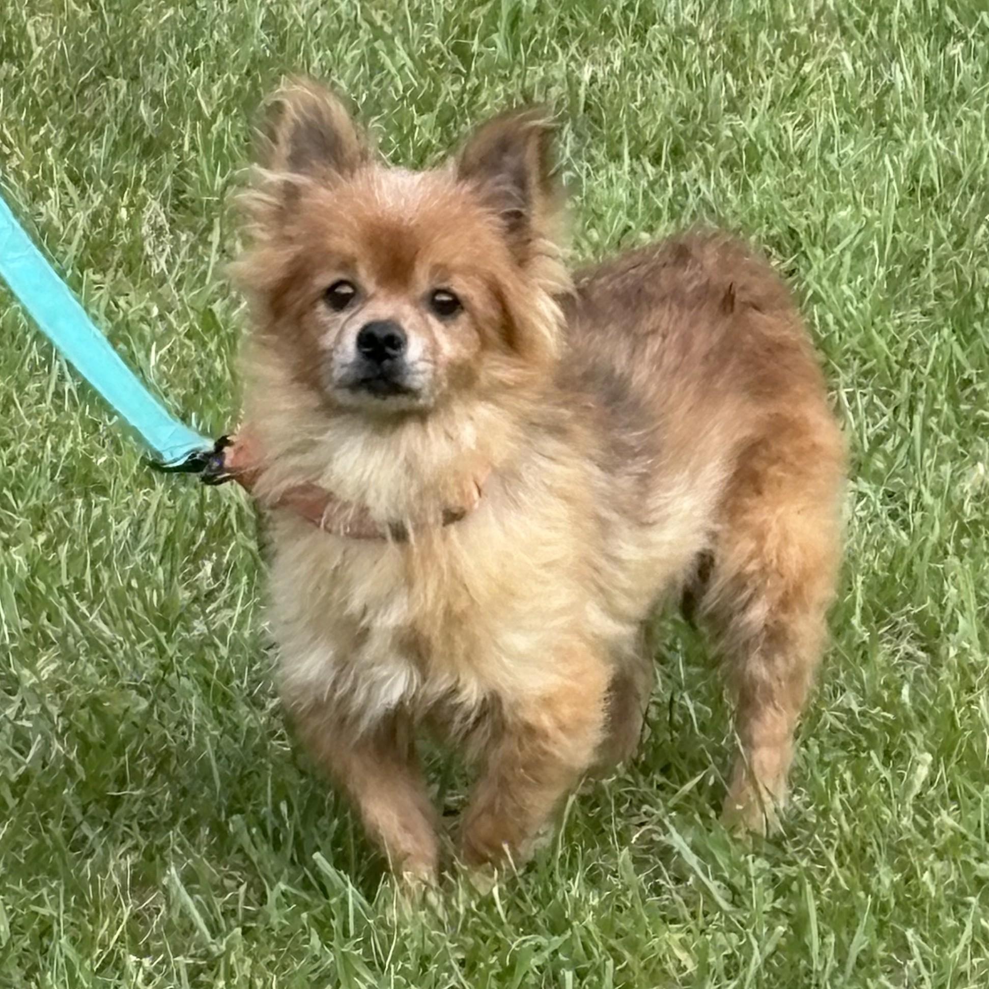 Enlarge Foxy, a Adoptable mixed breed in Grafton, OH image 5/5